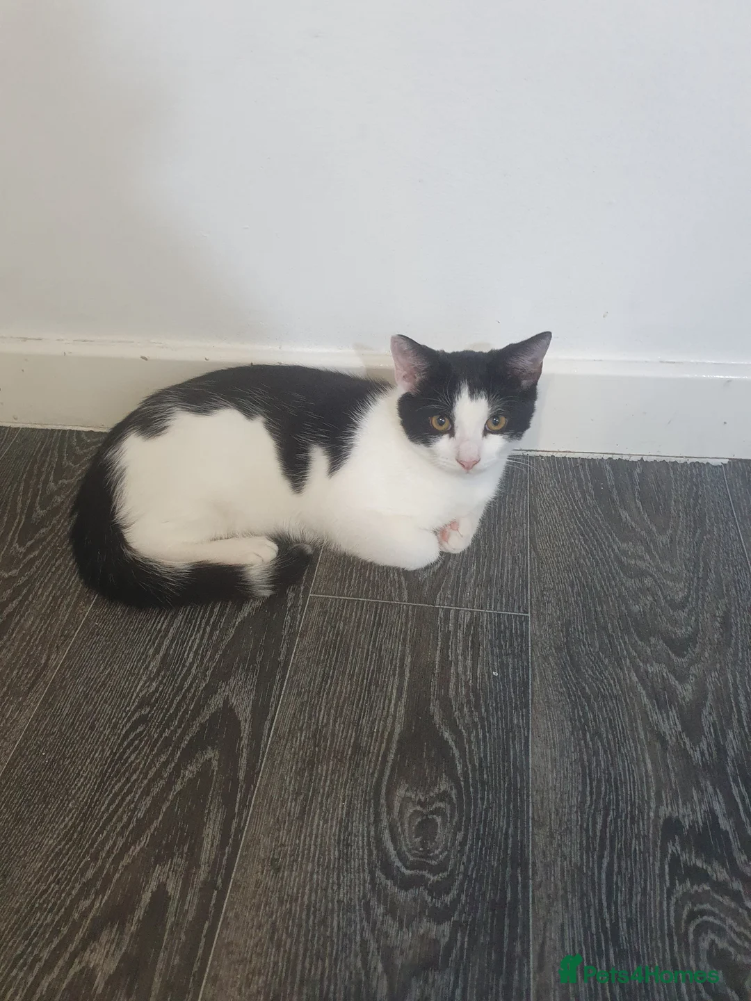 Domestic Shorthair cats for sale: Black and white kitten - Advert 2