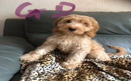 Cockapoo dogs for sale: Fully vac’d Dna health tested clear Cockapoo’s  - Image 6