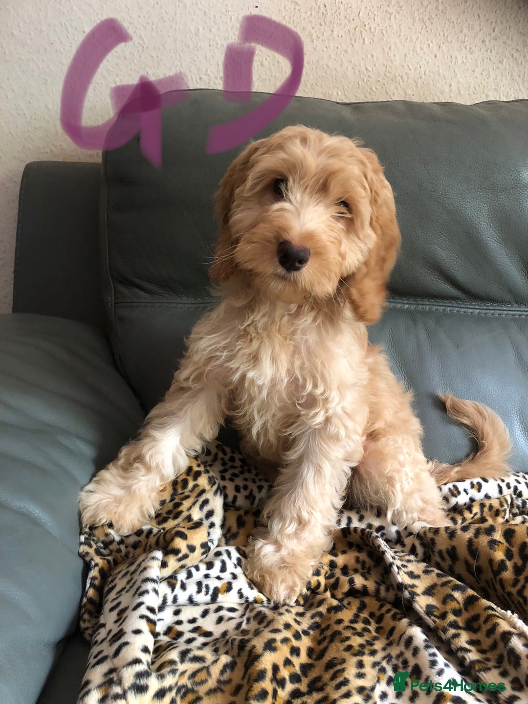 Cockapoo dogs for sale: Fully vac’d Dna health tested clear Cockapoo’s  - Image 6