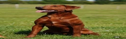 Labrador Retriever dogs for sale: Waiting list open - dark reds - health tested - Advert 1