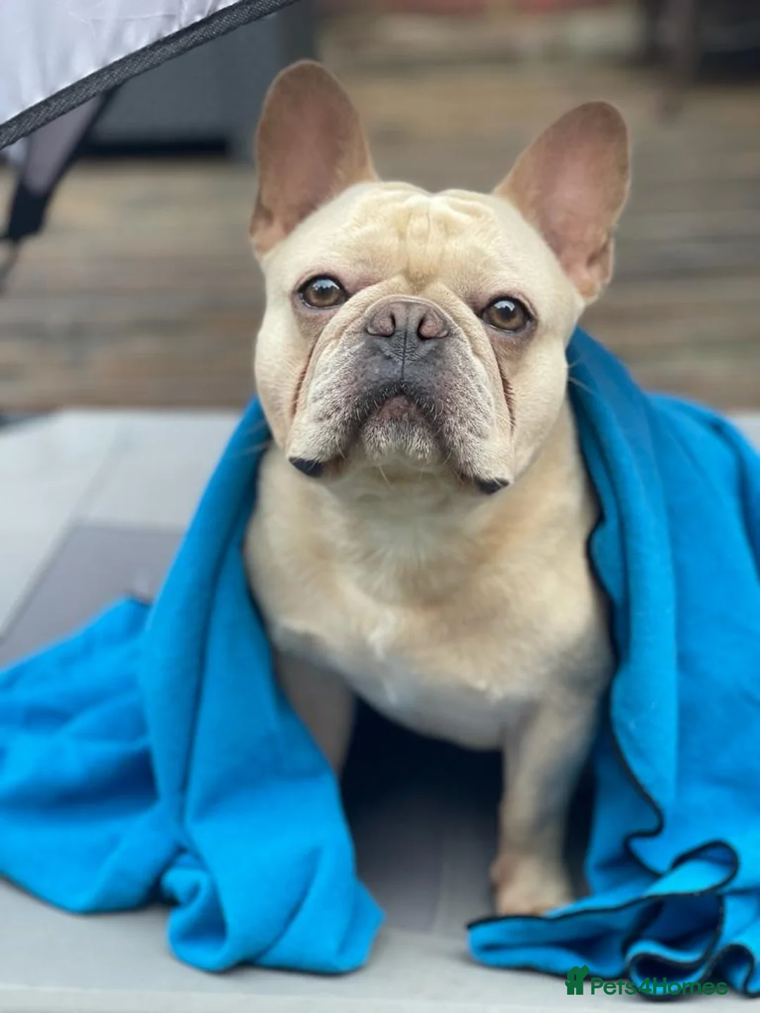 French Bulldog dogs for stud: 🌟🔥LILAC PLATINUM KC REG FRENCH BULLDOG STUD🔥🌟 in Uxbridge - Advert 1