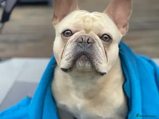 French Bulldog dogs 🌟🔥LILAC PLATINUM KC REG FRENCH BULLDOG STUD🔥🌟 in Uxbridge - Advert 9