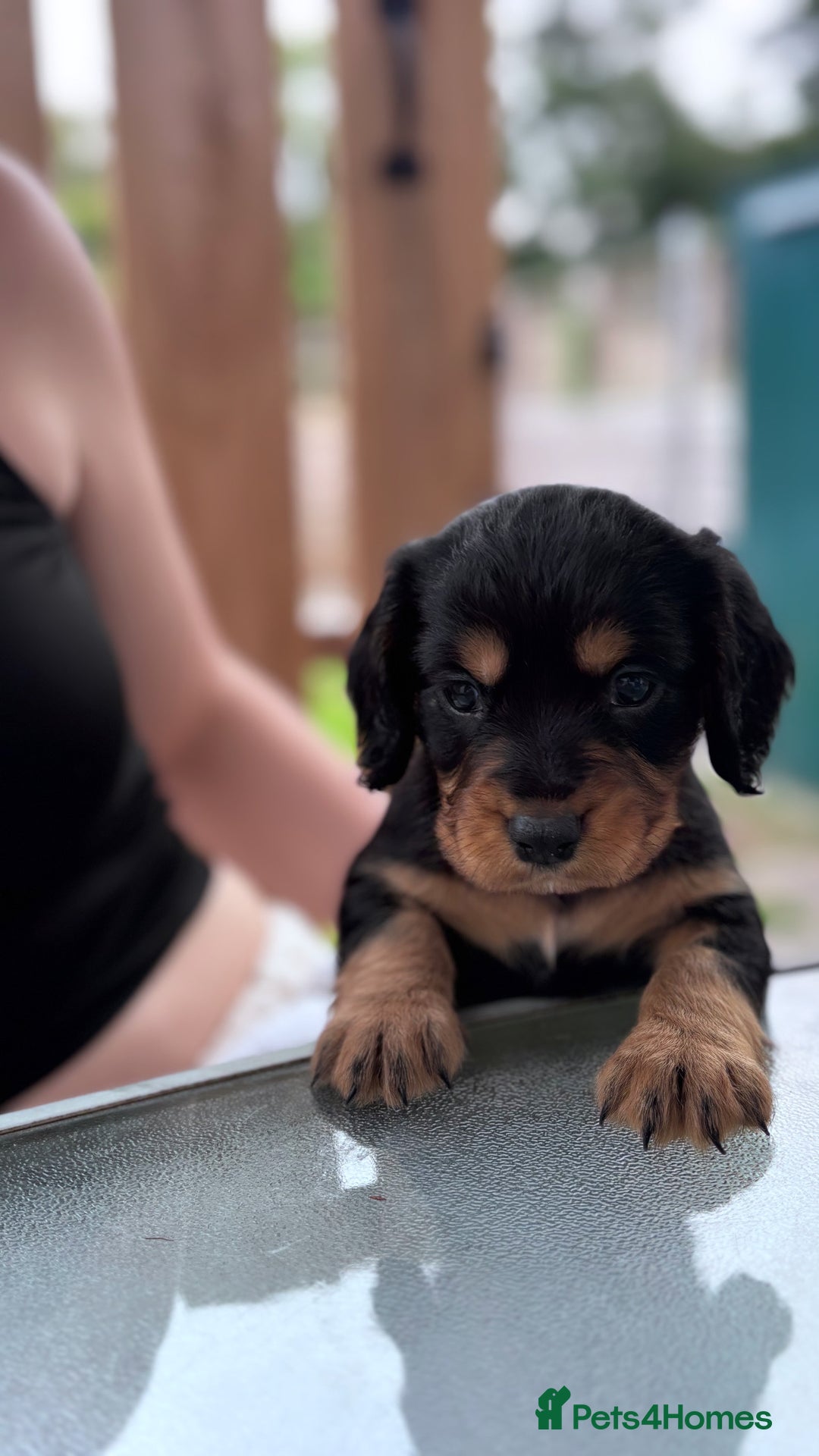 Cocker Spaniel dogs for sale: Working Cocker Spaniels  - Image 17