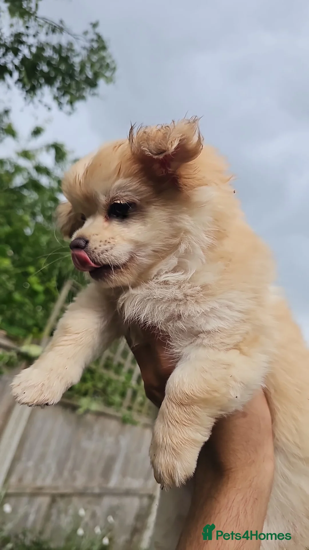 Chihuahua dogs for sale: Superb Longhaired pedigree toy chihuahuas - Advert 2