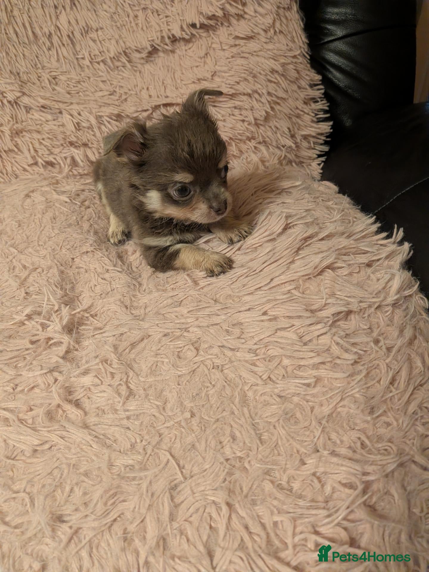 Chihuahua dogs Lovely tiny loyal chihuahua puppies for New gome - Advert 1