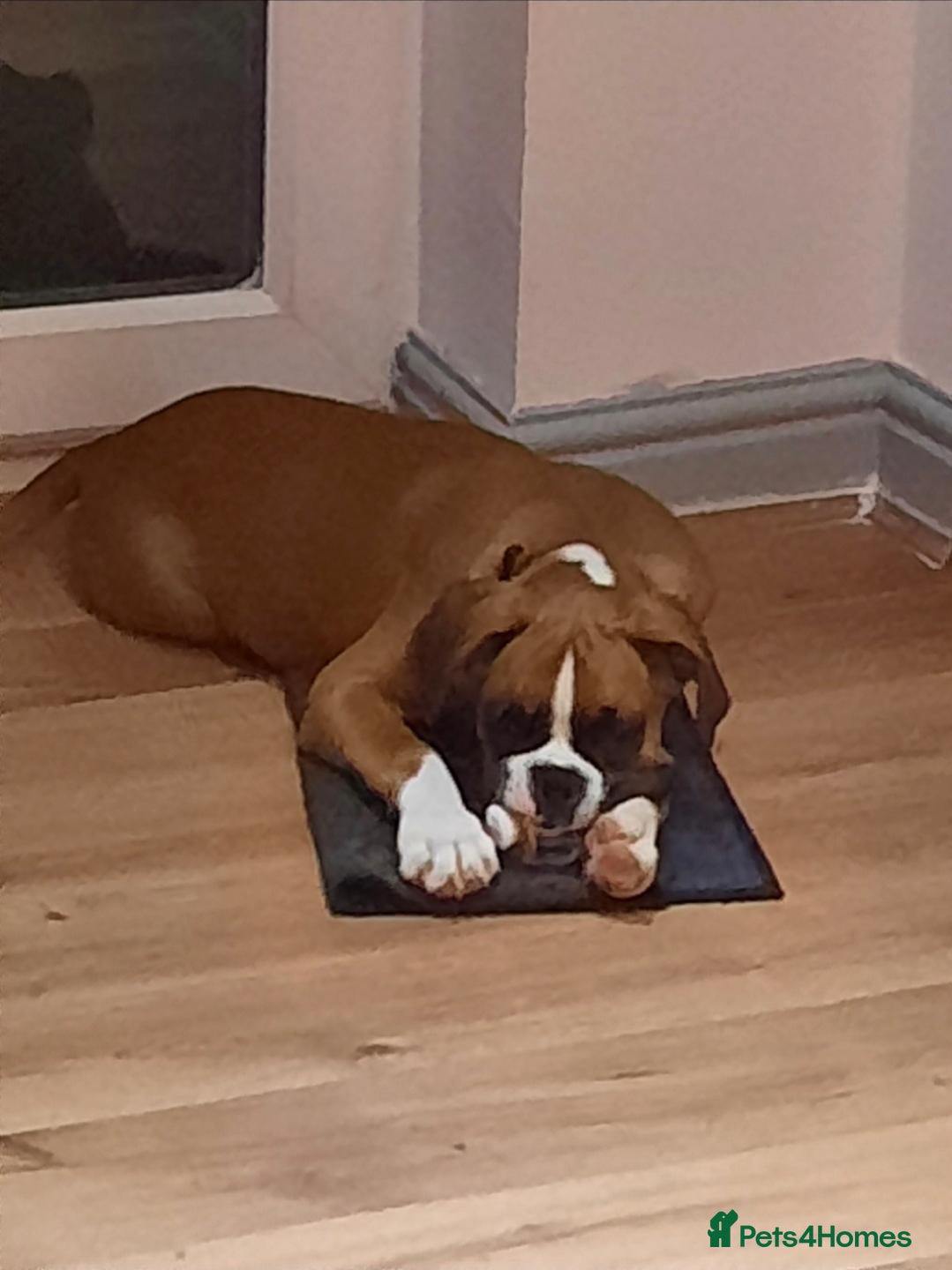 Boxer dogs 2 beautiful boxers left - Advert 1