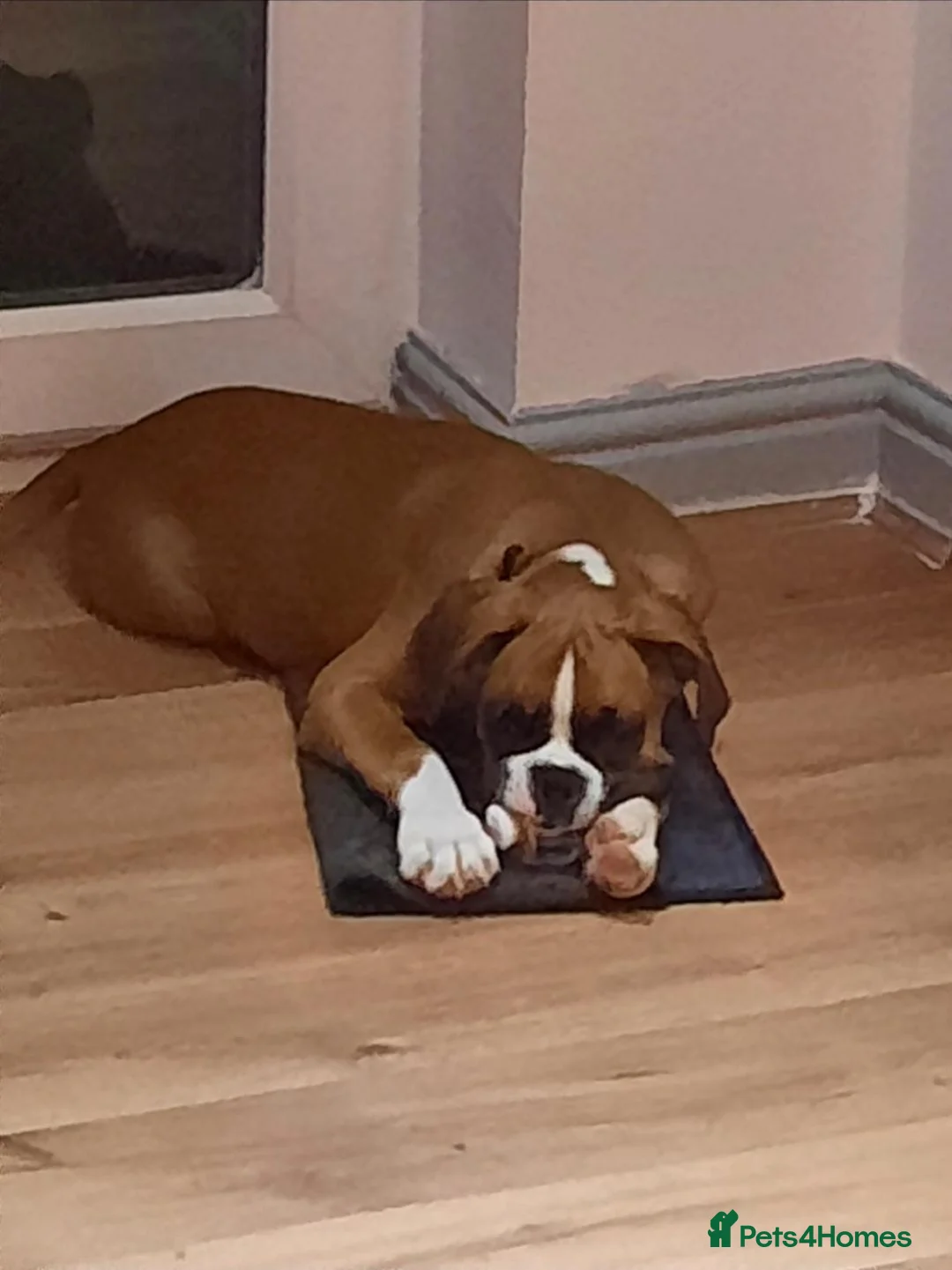 Boxer dogs for sale: 2 beautiful boxers left - Advert 1