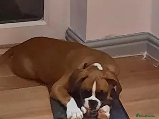 Boxer dogs 2 beautiful boxers left - Advert 1