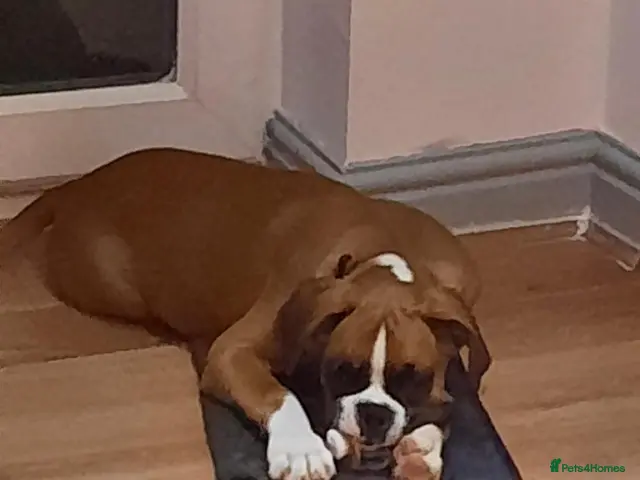 Boxer dogs for sale: 2 beautiful boxers left - Advert 1