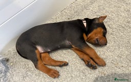 Mixed Breed dogs for sale: Pure breed Chinese red dog puppies/Laizhou Hong - Image 15