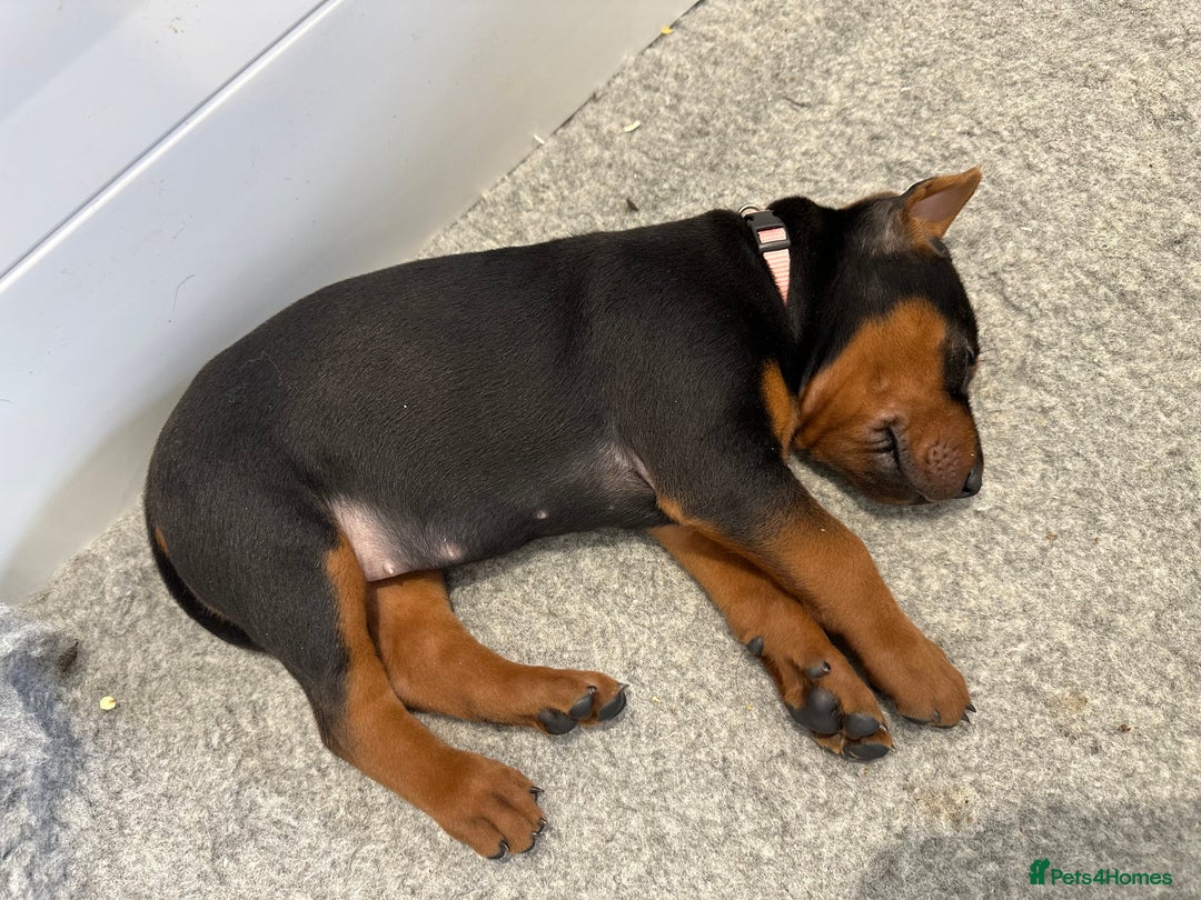Mixed Breed dogs for sale: Pure breed Chinese red dog puppies/Laizhou Hong - Image 15