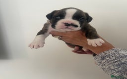 Boxer dogs for sale: Beautiful boxer puppies available  - Image 30