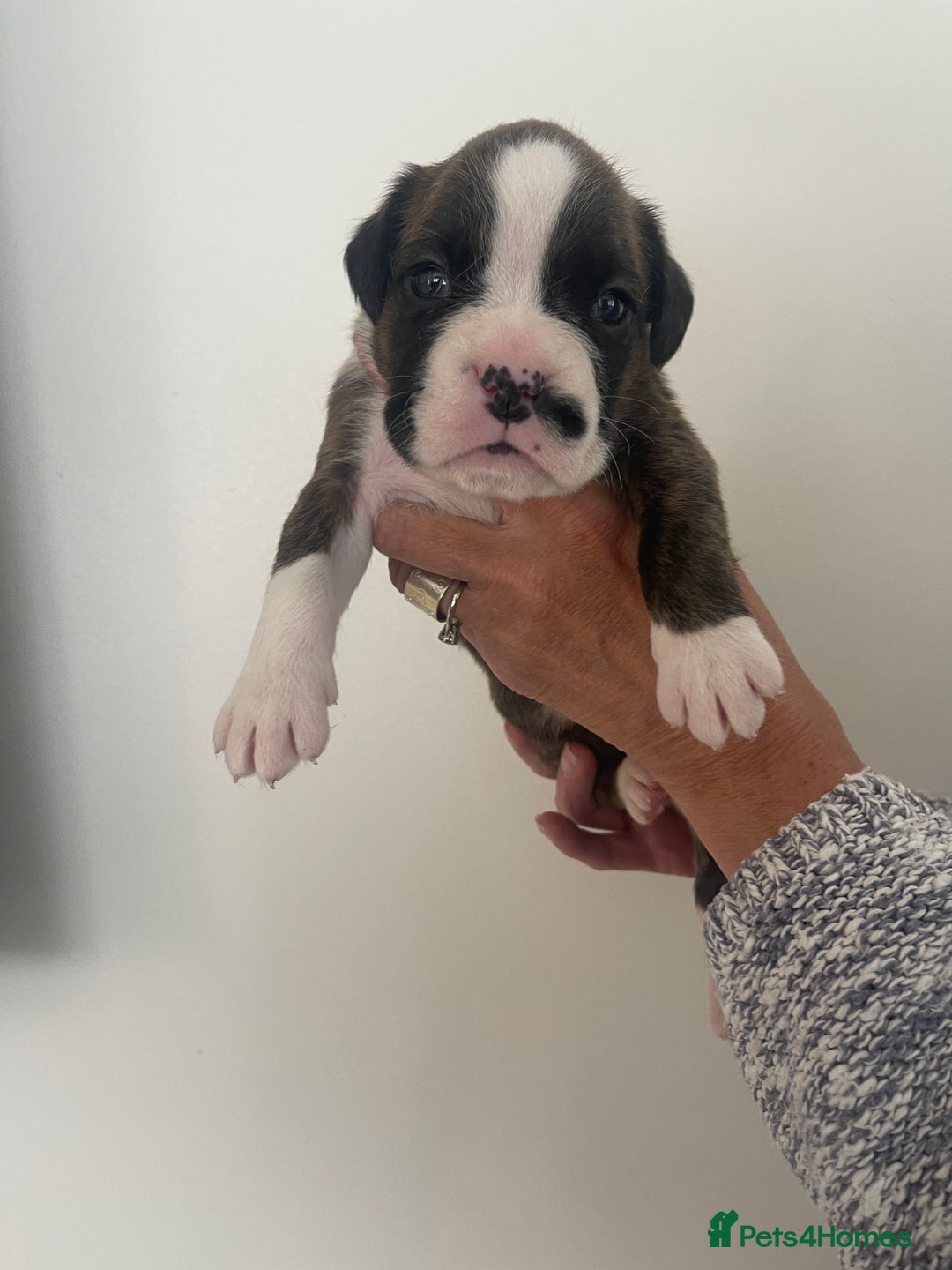 Boxer dogs for sale: Beautiful boxer puppies available  - Image 30