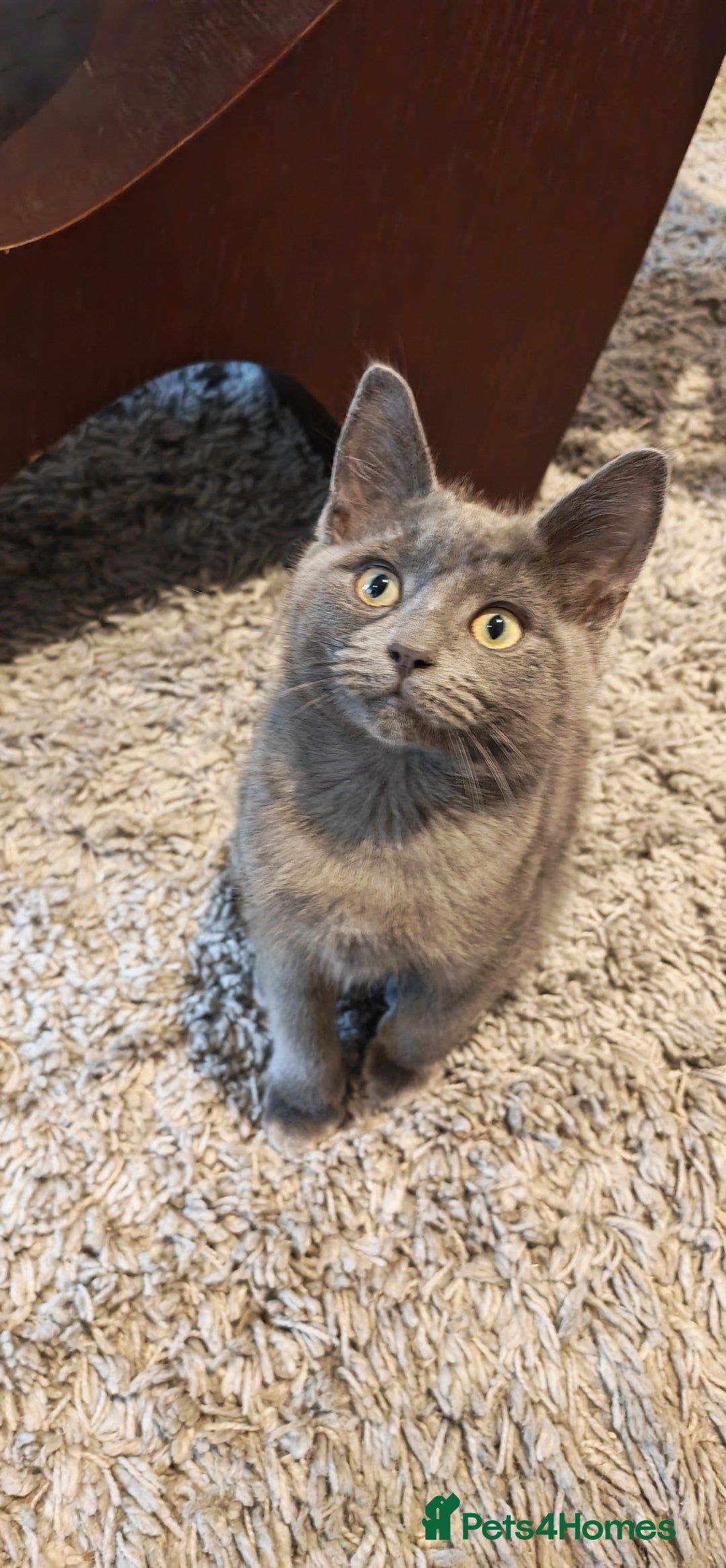 Russian Blue cats for sale:  Russian blue kittens with cute bobtail  - Advert 3