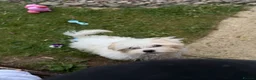 Bichon Frise dogs for sale: Bichon in Basingstoke - Advert 2