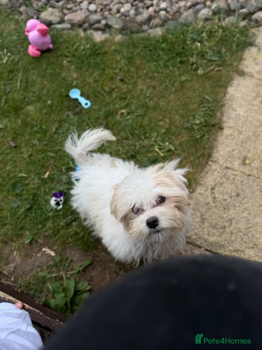 Bichon Frise dogs for sale: Bichon in Basingstoke - Advert 2