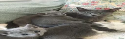 Russian Blue cats for sale: TICA registered Russian Blue kittens - Advert 5
