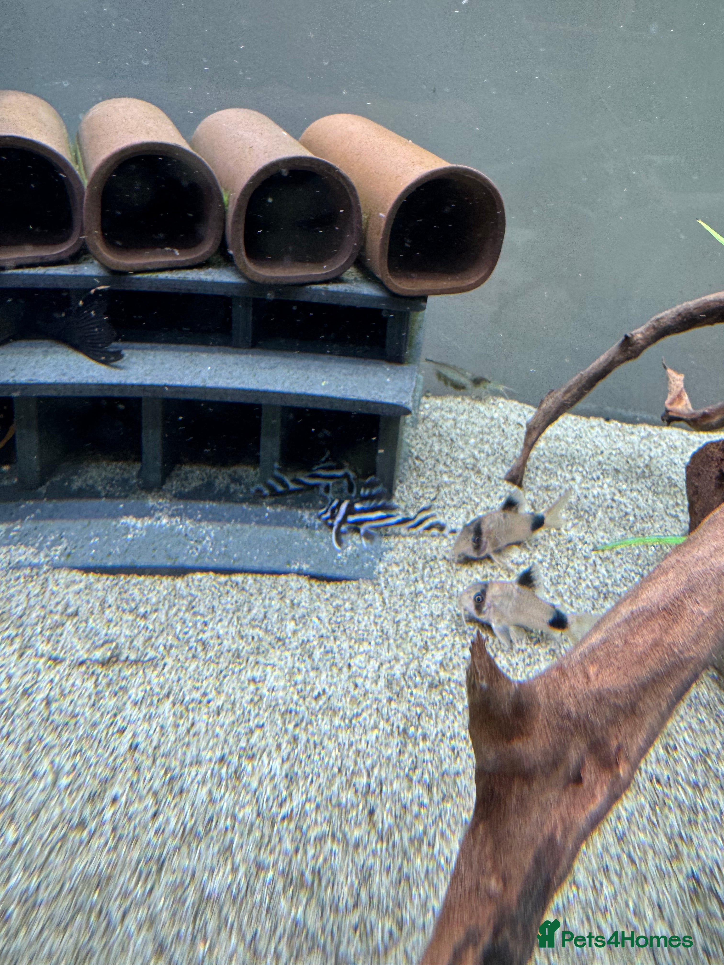 Plecos fish Zebra Plecos L046 - Advert 1