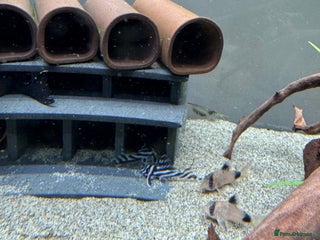 Plecos fish Zebra Plecos L046 - Advert 1