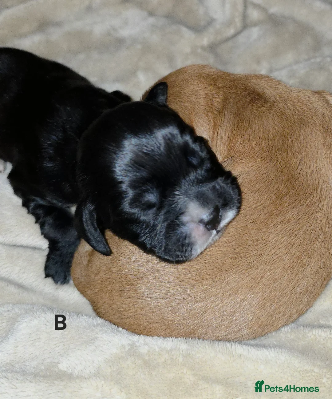 Cocker Spaniel dogs for sale: Cocker spaniel pups ready NEXT WEEK - Advert 37