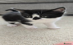 Mixed Breed cats for sale: Heart-Marked & Beautiful Kittens Ready - Image 19