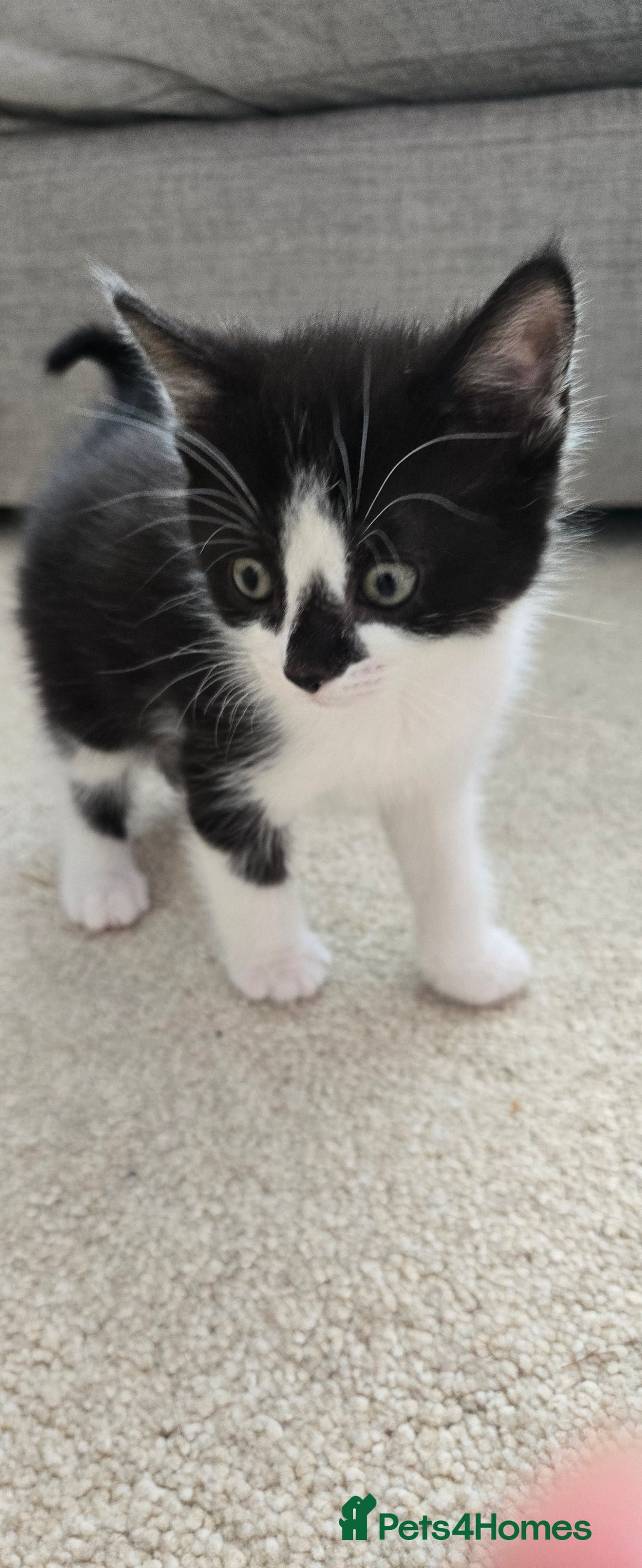 Mixed Breed cats for sale: Heart-Marked & Beautiful Kittens Ready - Image 19