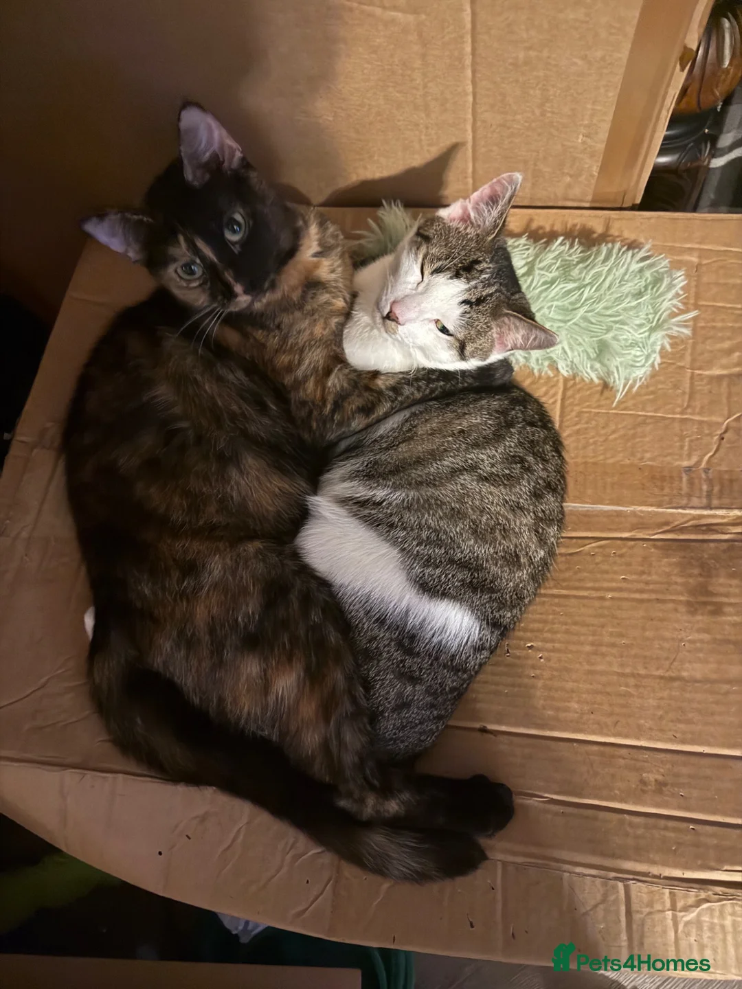 Mixed Breed cats for sale: Two girls and two boys available  in Brandon - Advert 1
