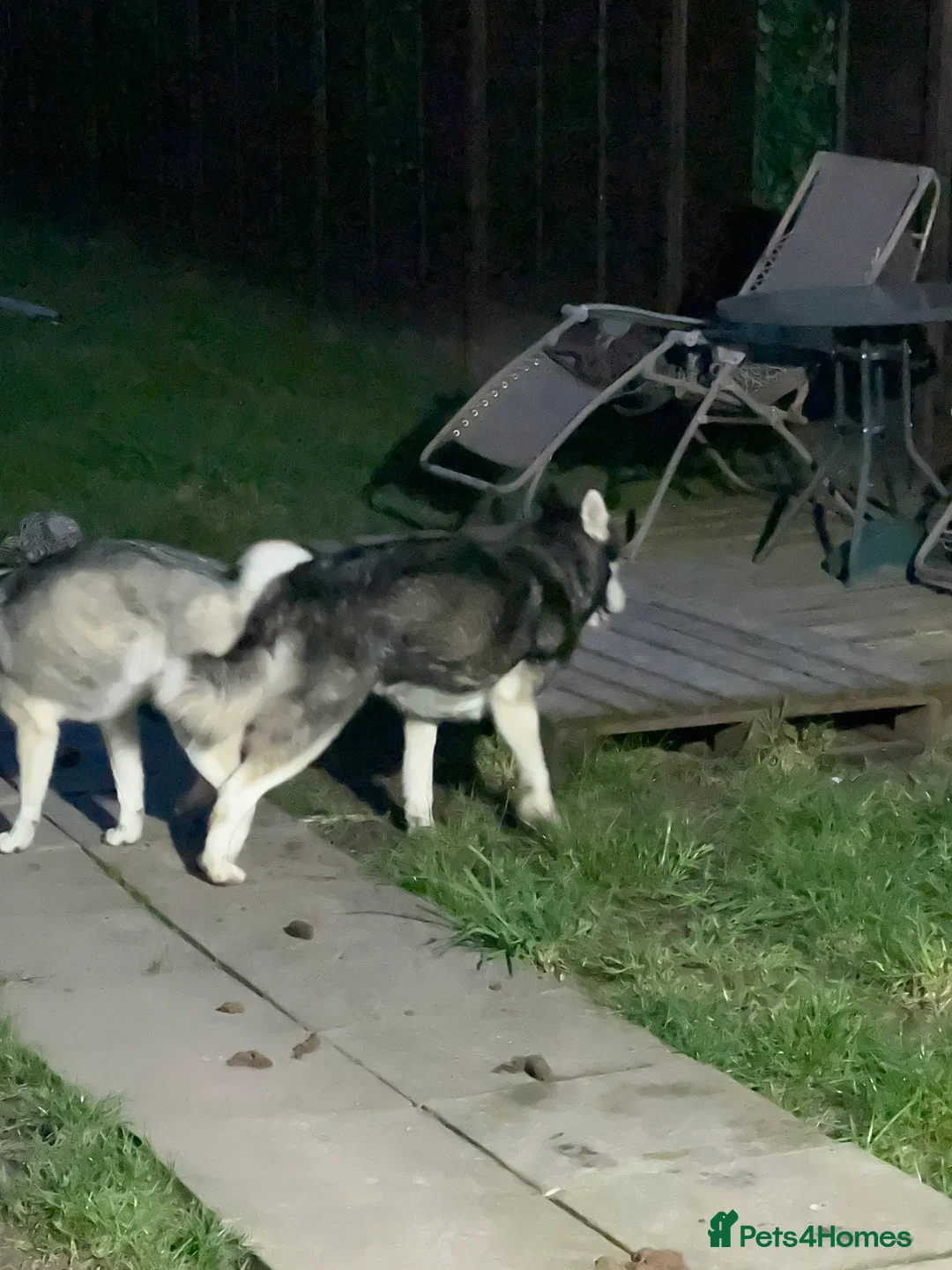 Siberian Husky dogs for stud: 🐺Lucky🐺 in Birmingham - Advert 17