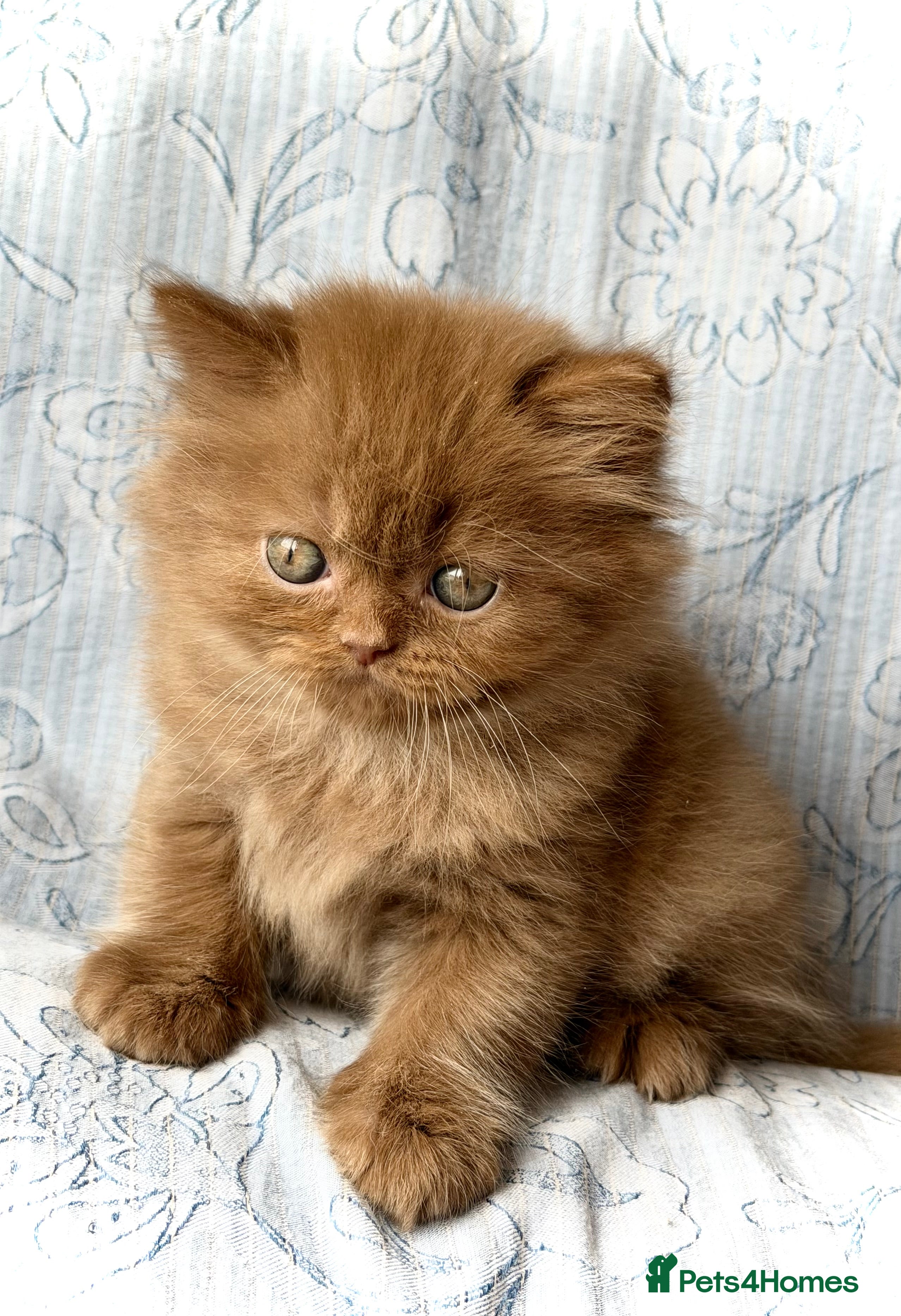 British Longhair cats for sale: Beautiful Cinnamon girls TICA registered  - Advert 10