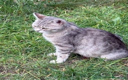 British Shorthair cats for sale: Half British shorthair for sale - Image 4