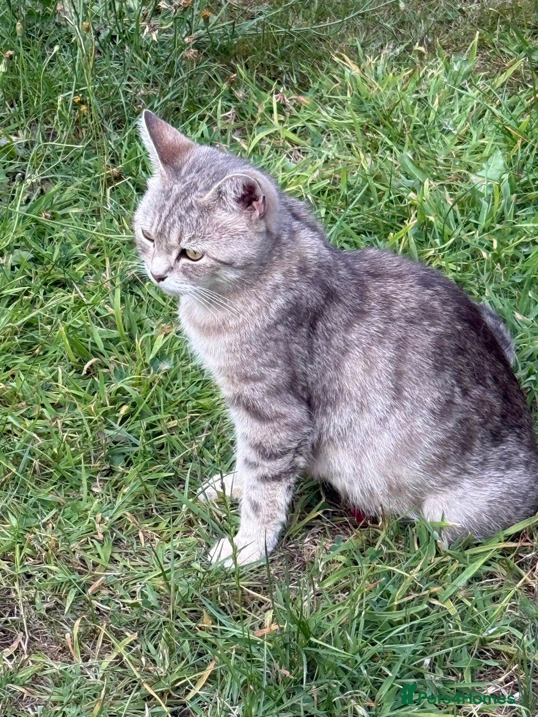 British Shorthair cats for sale: Half British shorthair for sale - Image 4