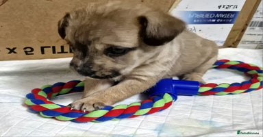Mixed Breed dogs Frenchi /Mini Poodle Puppies First Gen ❤️  - Advert 3