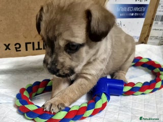 Mixed Breed dogs - Advert 22