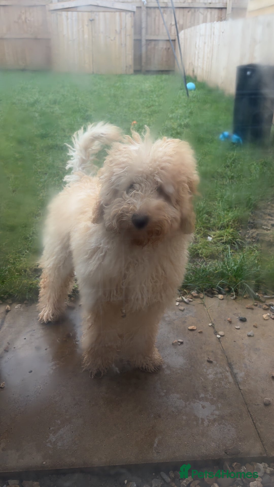 Labradoodle dogs for sale: 5 month old labradoodle (Buzz) - Advert 3