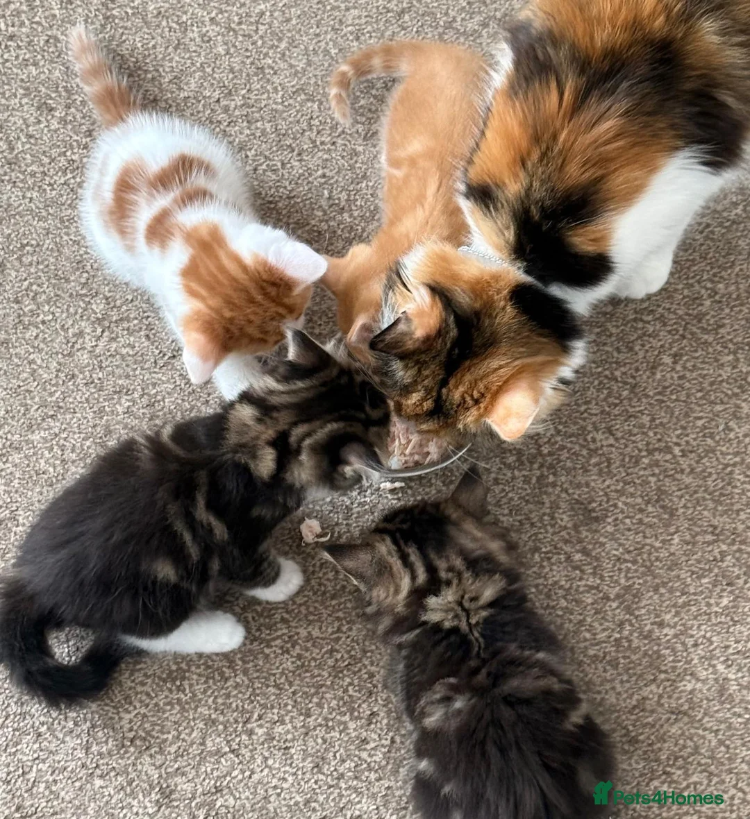 Mixed Breed cats for sale: Turkish Agura mix kitten  - Advert 2