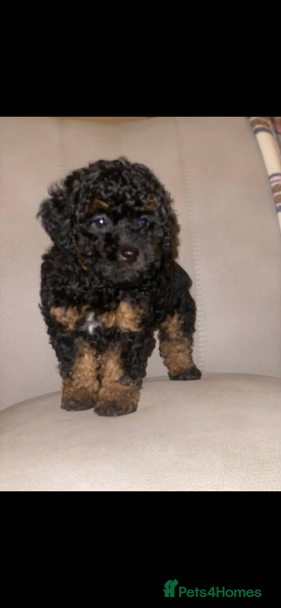 Toy Poodle dogs for sale: One Kc phantom toy poodle left- ready now!  - Advert 33