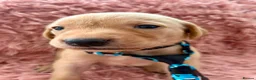 Labrador Retriever dogs for sale: KC Reg Labradors from Fully Health tested parents - Advert 8