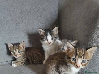 Mixed Breed cats - Advert 18