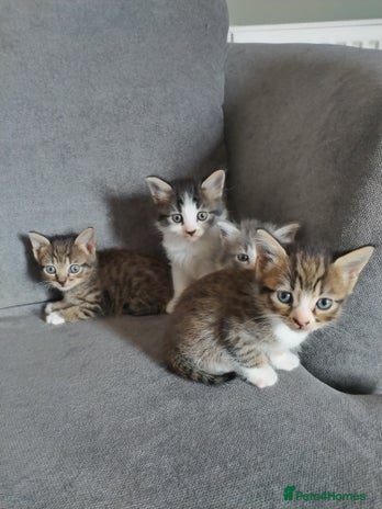 Mixed Breed cats - Advert 16