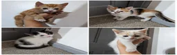 Mixed Breed cats for sale: Ready for their forever families  - Advert 1