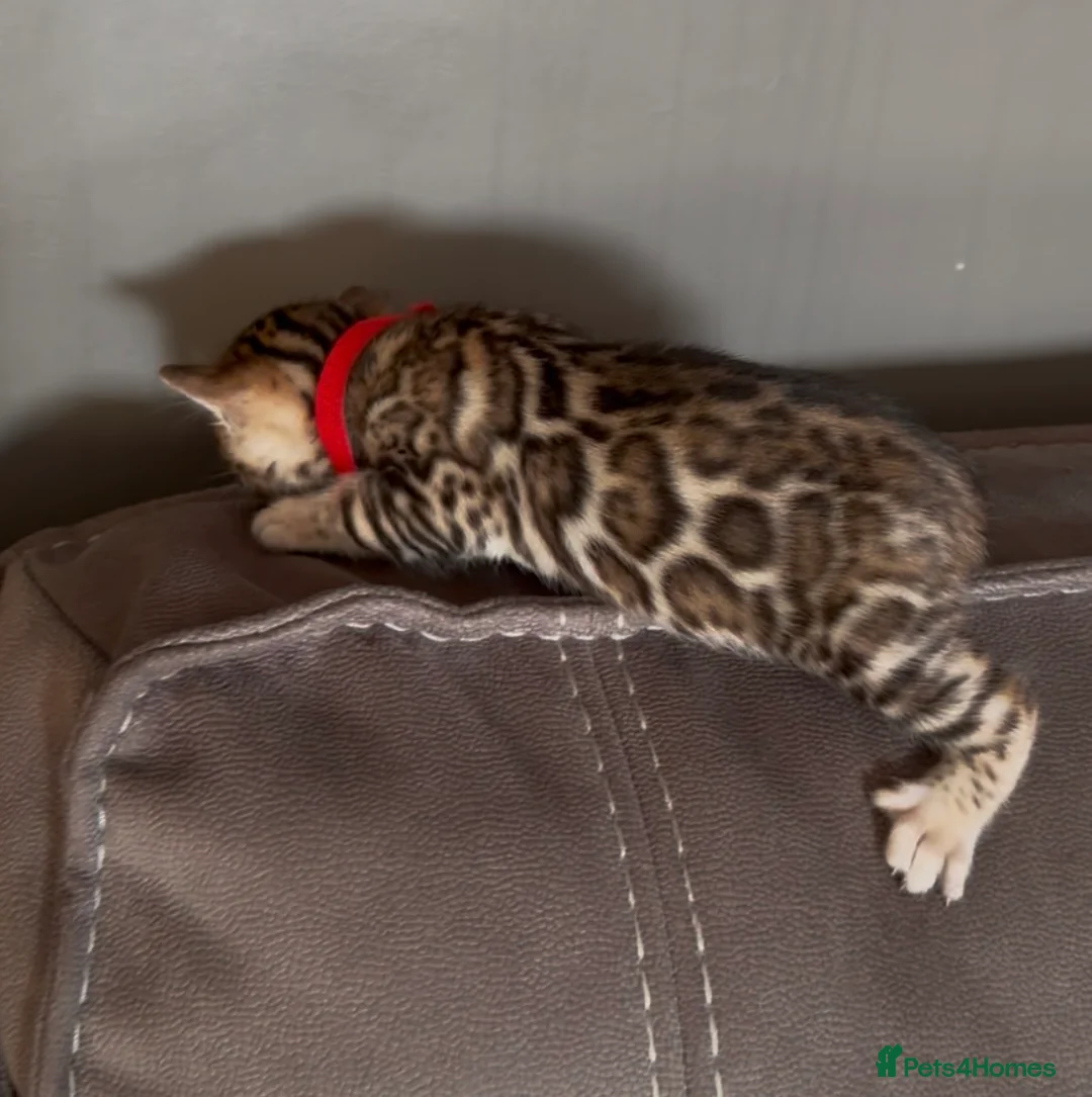 Bengal cats for sale: Beautiful Pedigree Bengal kittens for sale  - Advert 22
