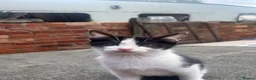 Mixed Breed cats for sale: 4 Beautiful Female Kittens (10 Weeks Old) - Advert 6