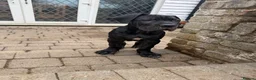 Cane Corso dogs for sale: BEAUTIFUL CANE CORSO puppies. PROTECTION+FAMILY - Advert 8