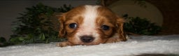 Cavalier King Charles Spaniel dogs for sale: STUNNING DNA TESTED CAVALIERS - Advert 6