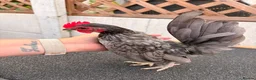 Chickens poultry for sale: Serama chicks and hatching eggs  - Advert 2