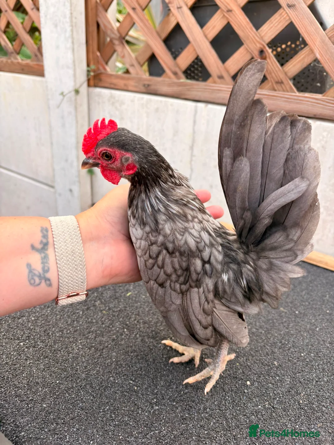 Chickens poultry for sale: Serama chicks and hatching eggs  - Advert 2