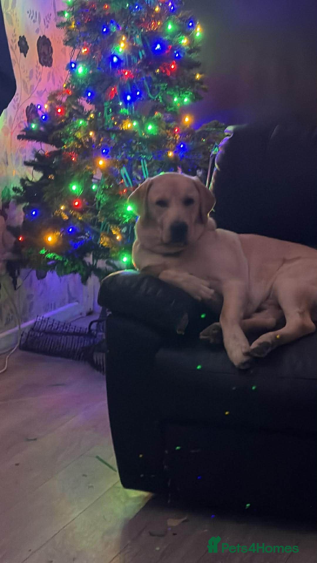 Labrador Retriever dogs for sale: Labrador male  - Advert 2