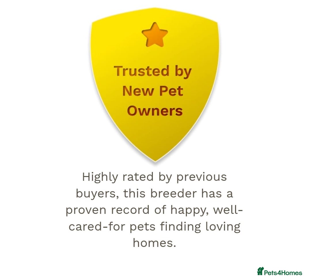 Miniature Dachshund dogs for sale: ⚜️Charming Little Puppies ⚜️ - Advert 8