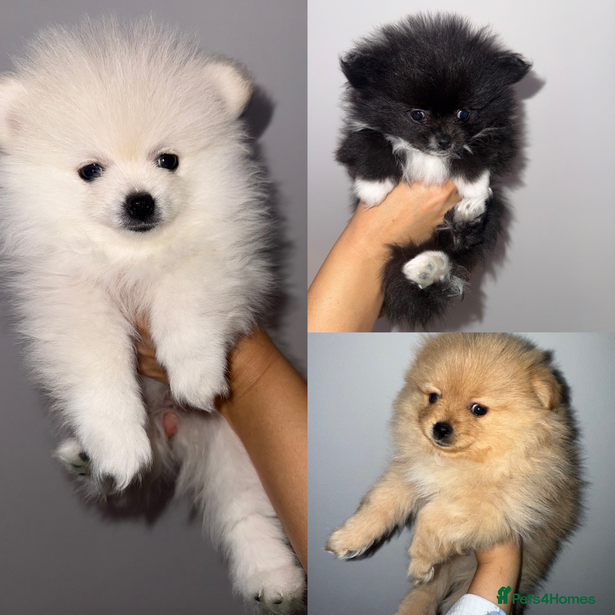 Pomeranian dogs  Pomeranian puppies  - Advert 5