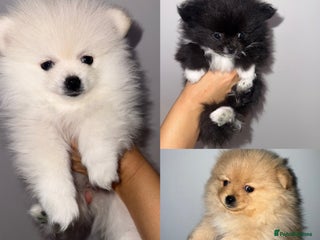 Pomeranian dogs Pomeranian puppies - Advert 5